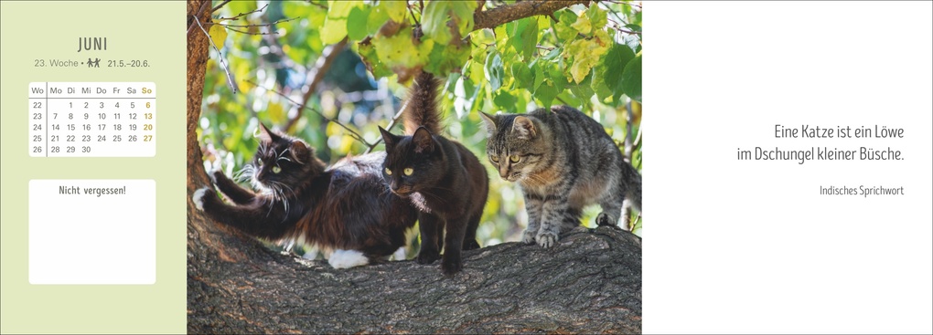 Weitere Ansicht: Katzen Premium-Tischplaner 2027 - Der literarische Wochenkalender mit Zitaten
