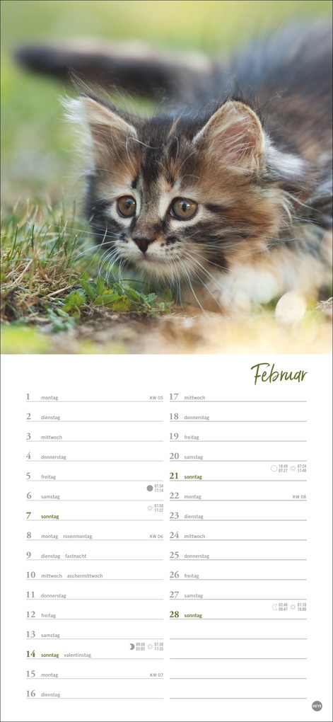 Weitere Ansicht: Katzen slim - Auf sanften Pfoten Kalender 2027