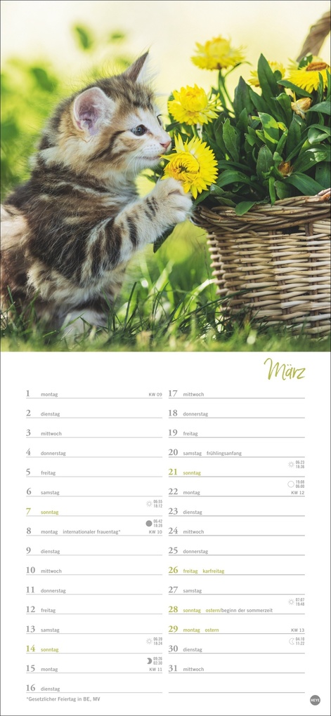 Weitere Ansicht: Katzen slim - Auf sanften Pfoten Kalender 2027