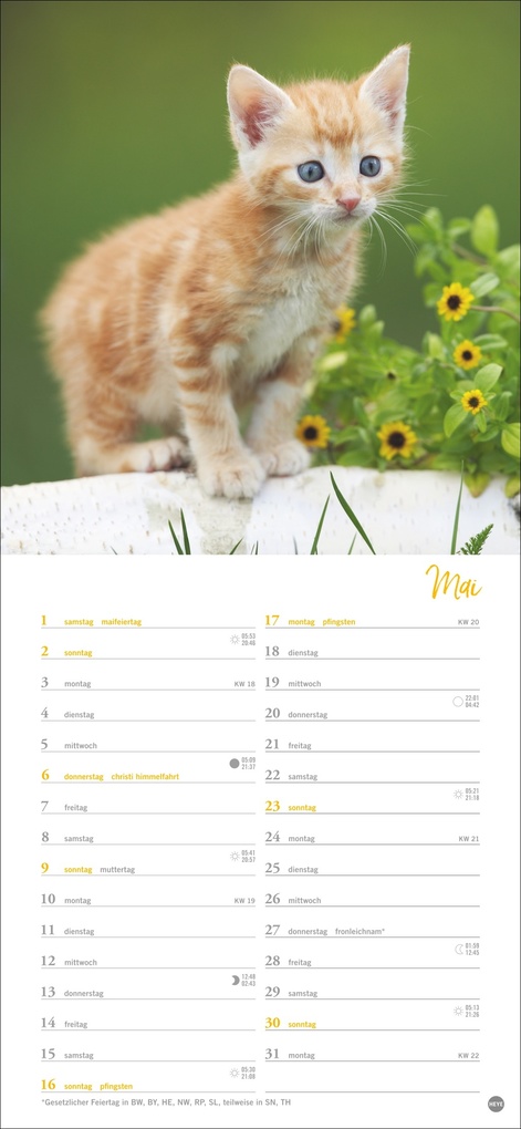 Weitere Ansicht: Katzen slim - Auf sanften Pfoten Kalender 2027