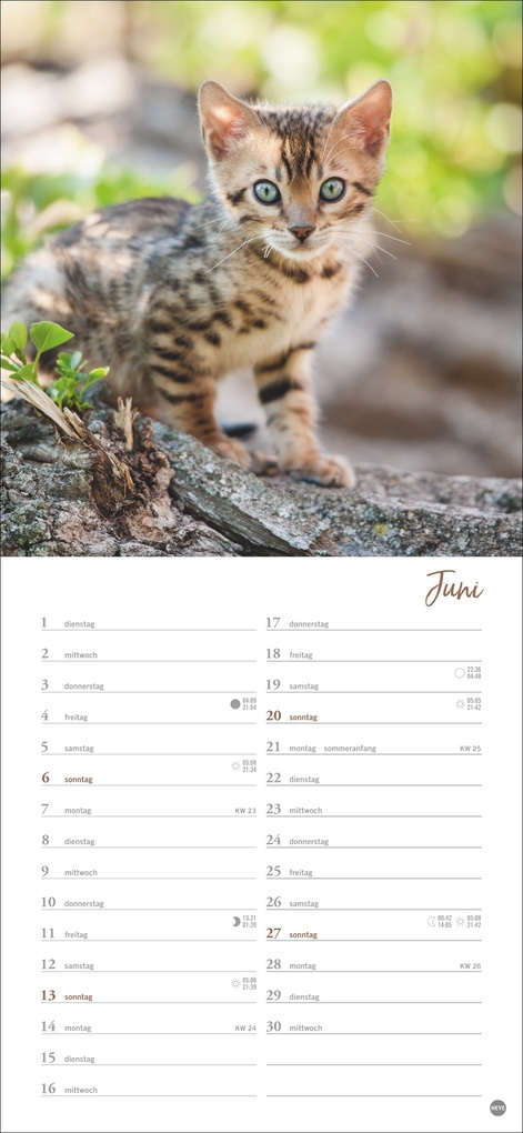 Weitere Ansicht: Katzen slim - Auf sanften Pfoten Kalender 2027