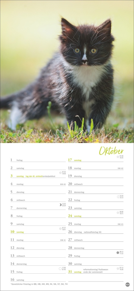 Weitere Ansicht: Katzen slim - Auf sanften Pfoten Kalender 2027