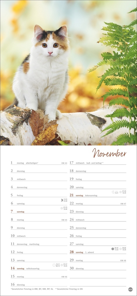 Weitere Ansicht: Katzen slim - Auf sanften Pfoten Kalender 2027