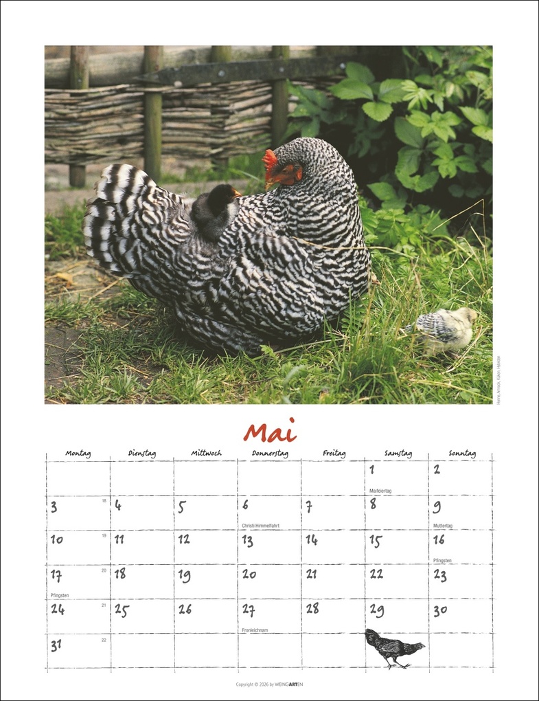 Weitere Ansicht: Der Hühnerkalender 2027