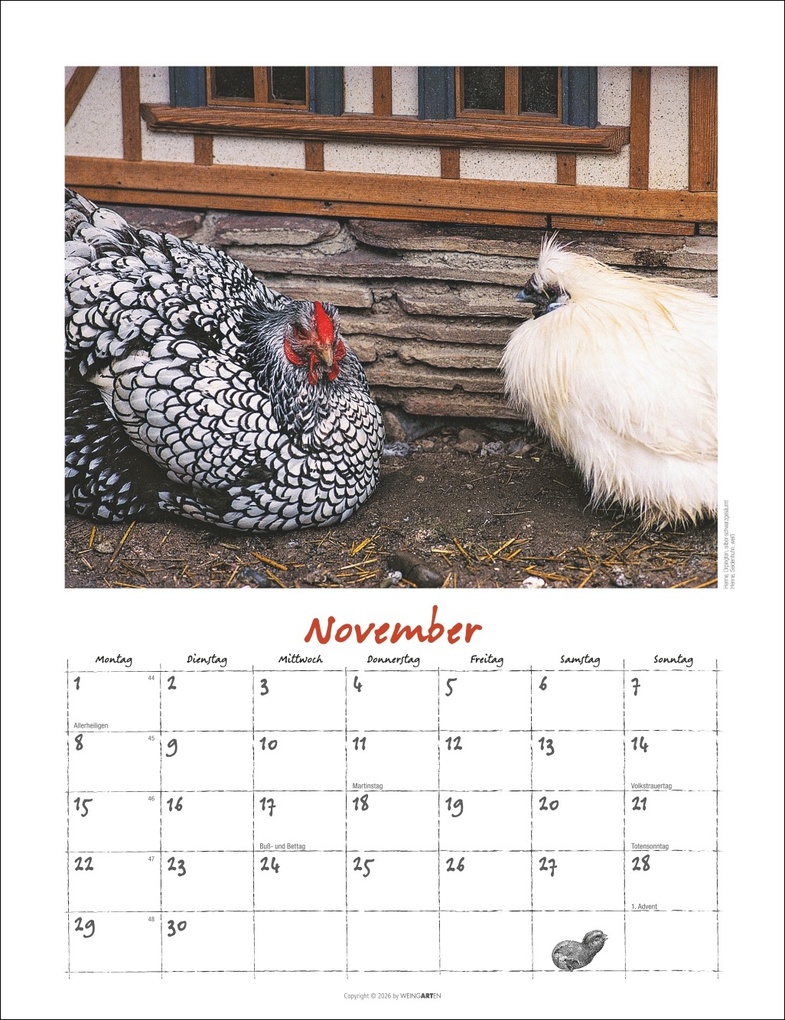 Weitere Ansicht: Der Hühnerkalender 2027