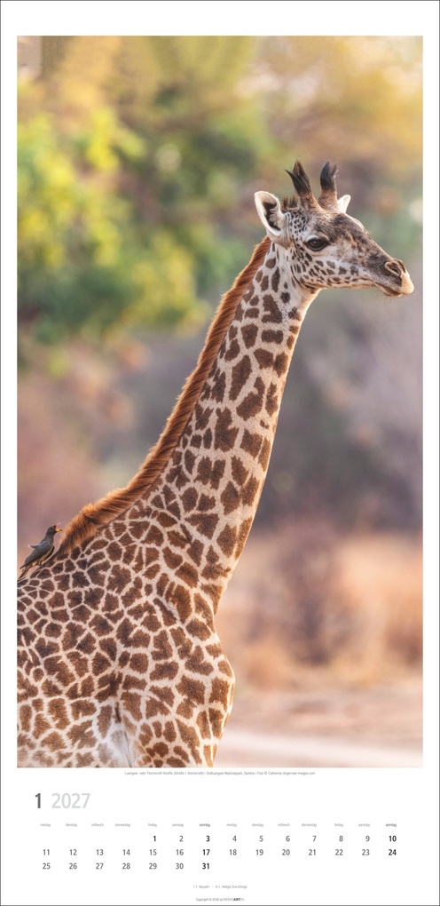 Weitere Ansicht: Giraffen Kalender 2027