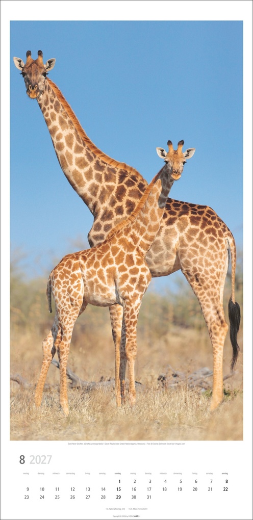 Weitere Ansicht: Giraffen Kalender 2027