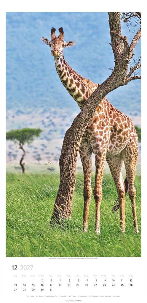 Weitere Ansicht: Giraffen Kalender 2027