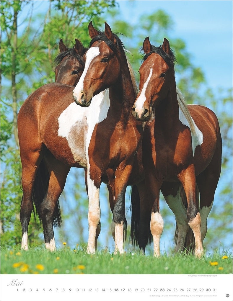 Weitere Ansicht: Pferde Classics Posterkalender 2027