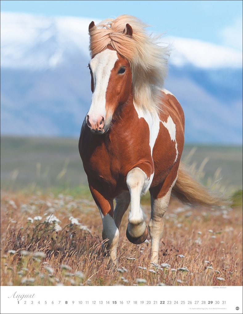Weitere Ansicht: Pferde Classics Posterkalender 2027