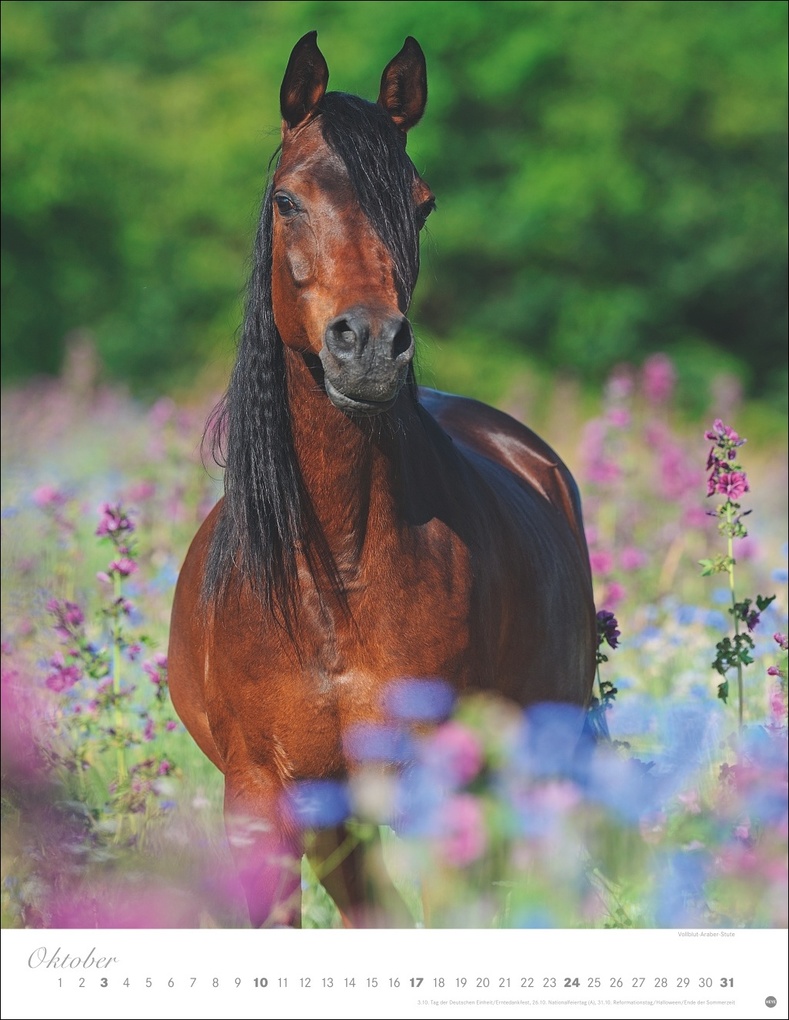 Weitere Ansicht: Pferde Classics Posterkalender 2027