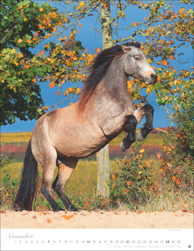 Weitere Ansicht: Pferde Classics Posterkalender 2027