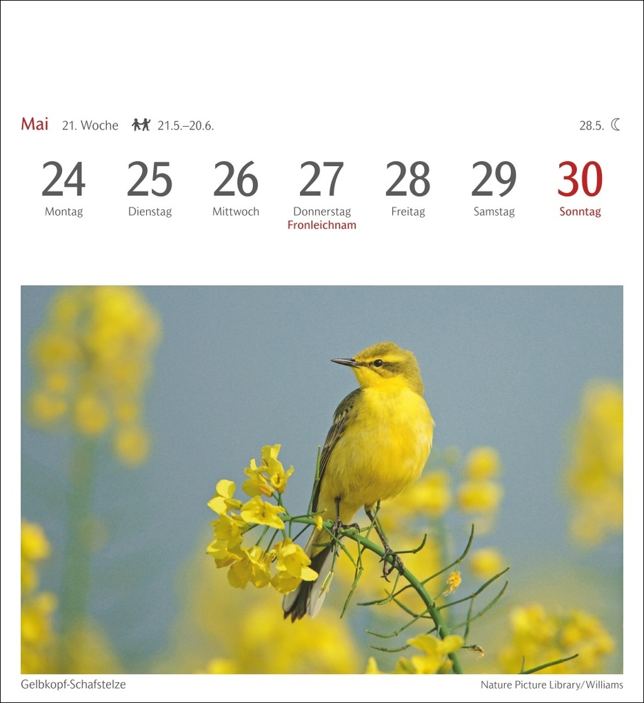 Weitere Ansicht: Heimische Vögel Postkartenkalender 2027 - Wochenkalender mit 53 Postkarten