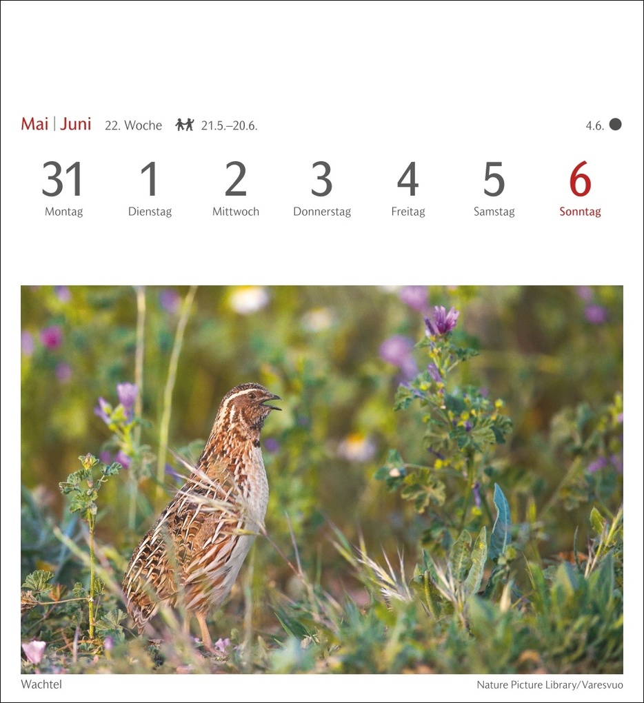 Weitere Ansicht: Heimische Vögel Postkartenkalender 2027 - Wochenkalender mit 53 Postkarten