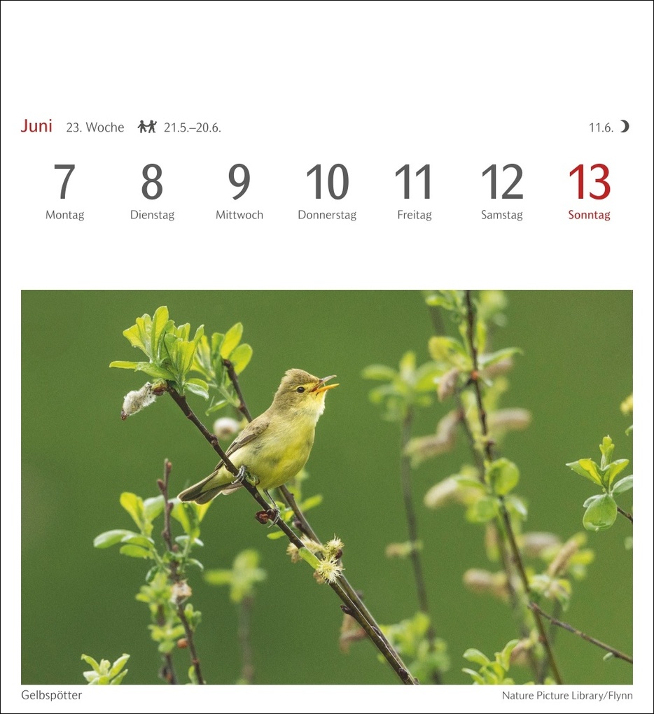 Weitere Ansicht: Heimische Vögel Postkartenkalender 2027 - Wochenkalender mit 53 Postkarten