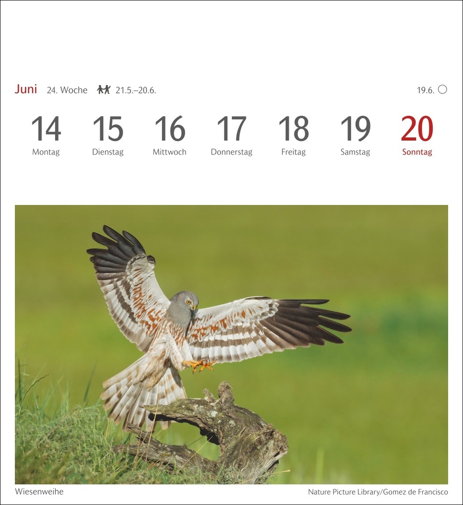 Weitere Ansicht: Heimische Vögel Postkartenkalender 2027 - Wochenkalender mit 53 Postkarten