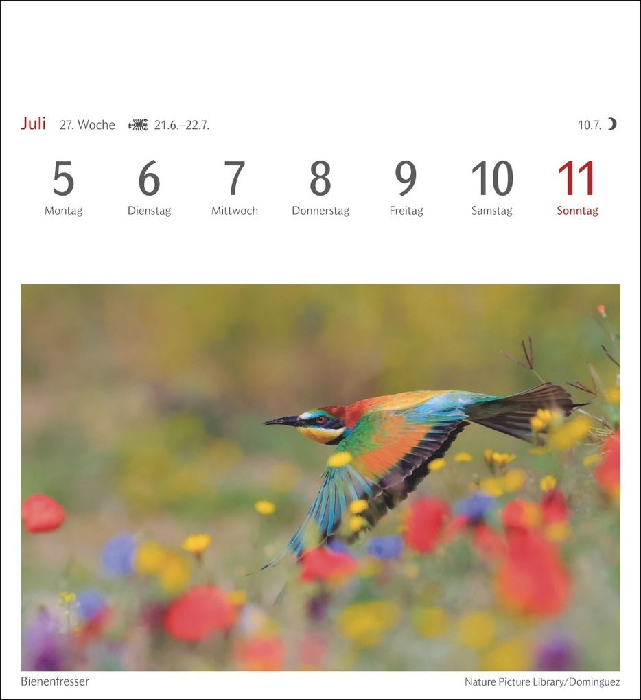 Weitere Ansicht: Heimische Vögel Postkartenkalender 2027 - Wochenkalender mit 53 Postkarten