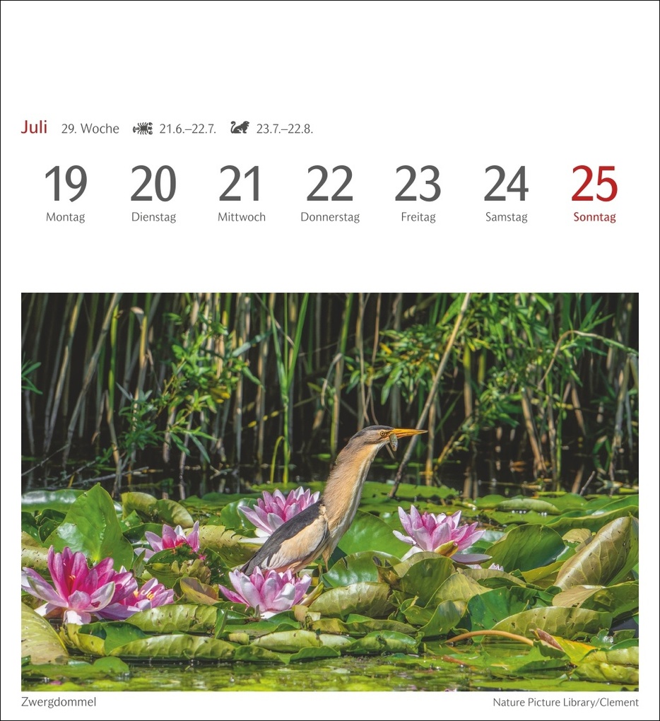 Weitere Ansicht: Heimische Vögel Postkartenkalender 2027 - Wochenkalender mit 53 Postkarten