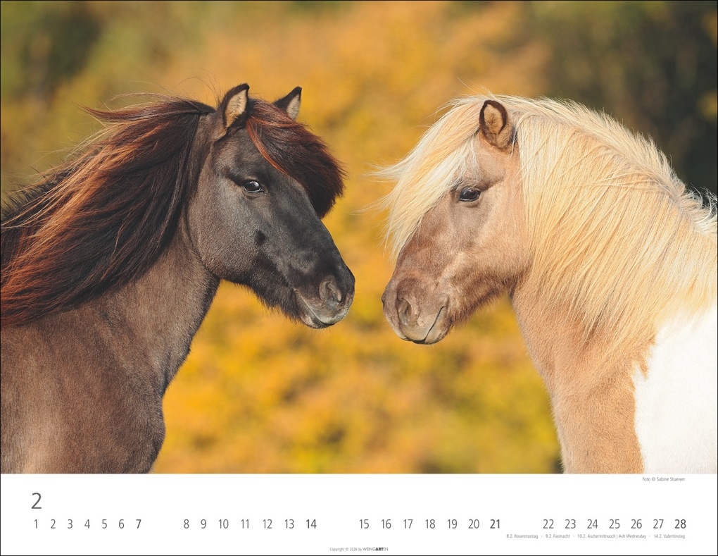 Weitere Ansicht: Islandpferde Kalender 2027