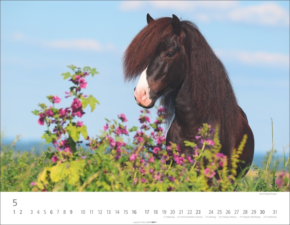 Weitere Ansicht: Islandpferde Kalender 2027