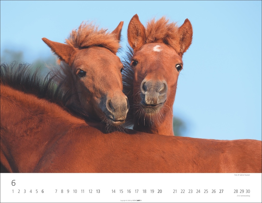 Weitere Ansicht: Islandpferde Kalender 2027