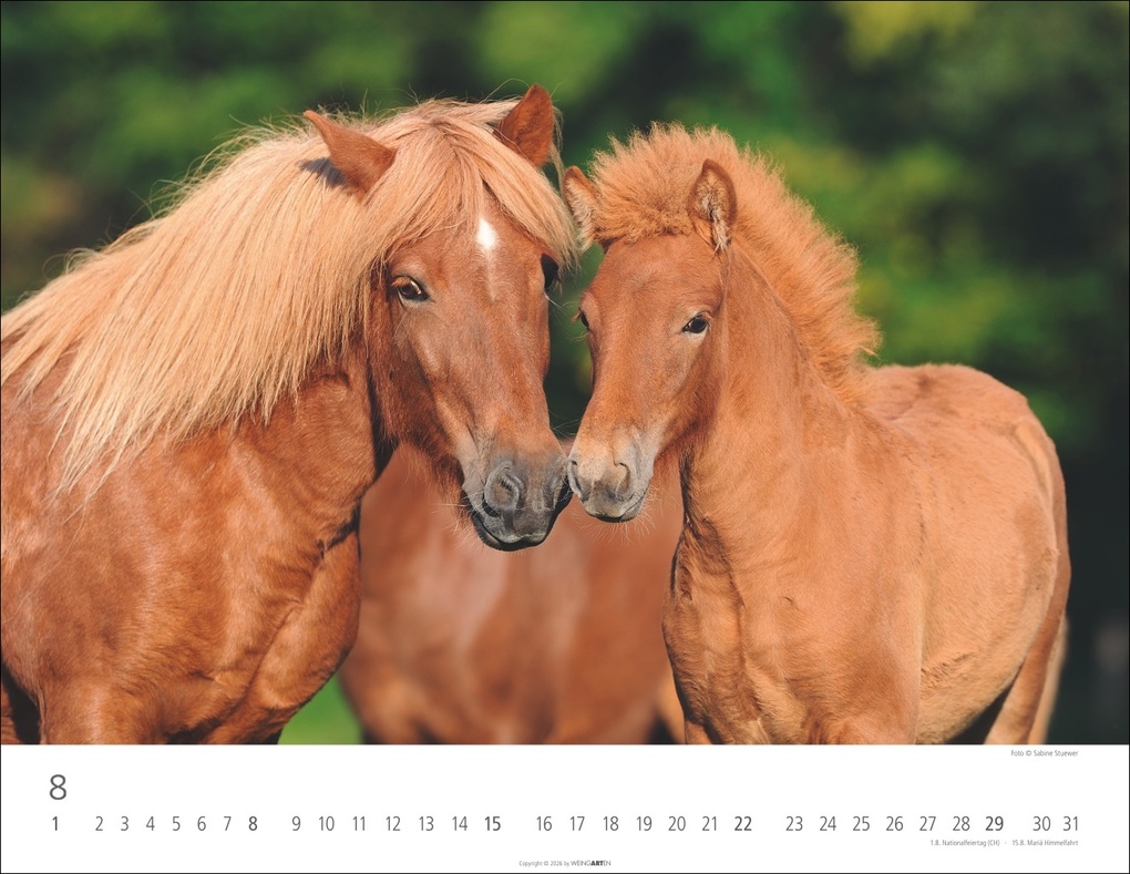 Weitere Ansicht: Islandpferde Kalender 2027
