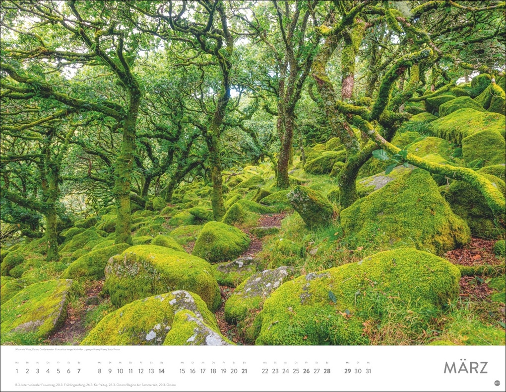 Weitere Ansicht: Schönheit des Waldes Posterkalender 2027