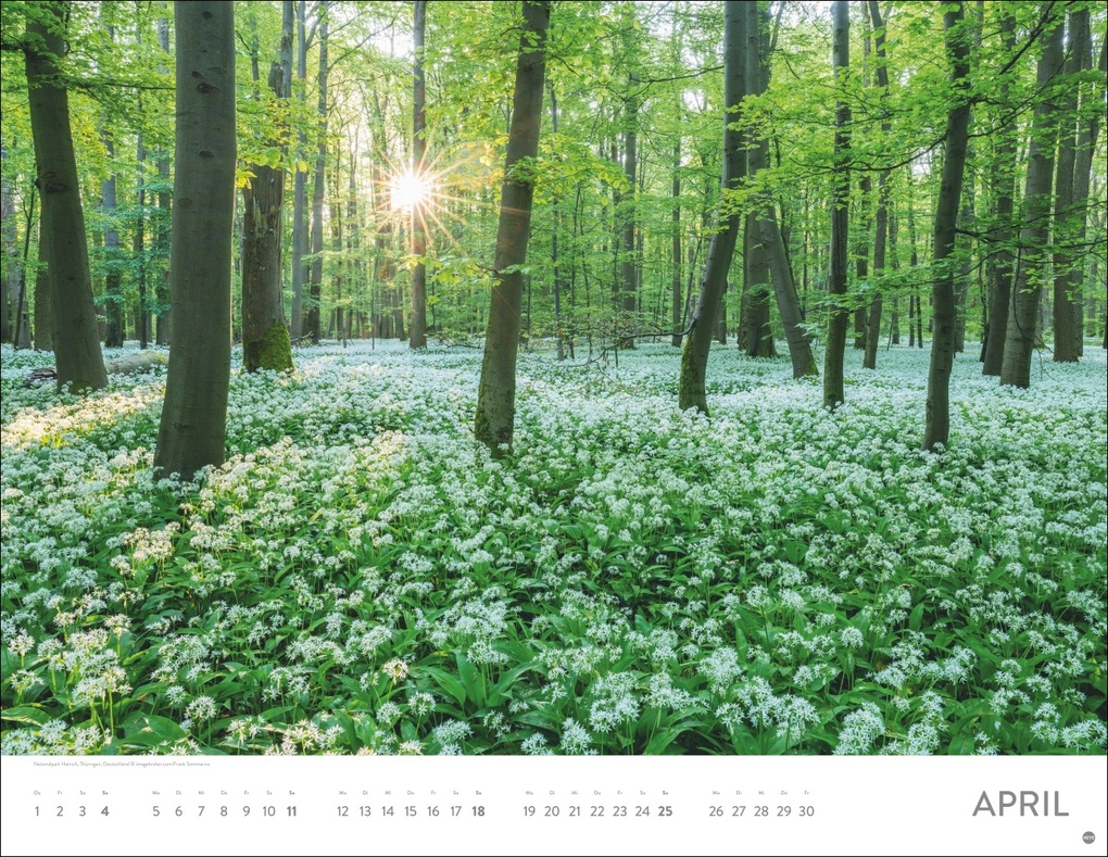 Weitere Ansicht: Schönheit des Waldes Posterkalender 2027