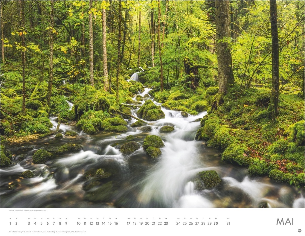Weitere Ansicht: Schönheit des Waldes Posterkalender 2027