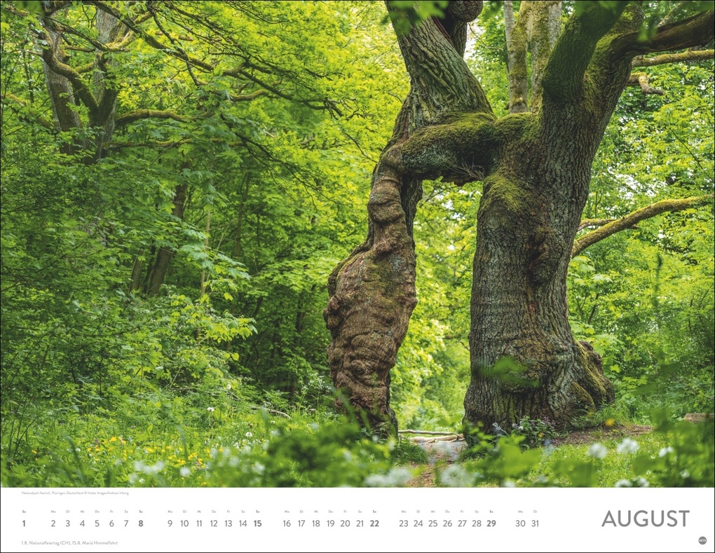 Weitere Ansicht: Schönheit des Waldes Posterkalender 2027