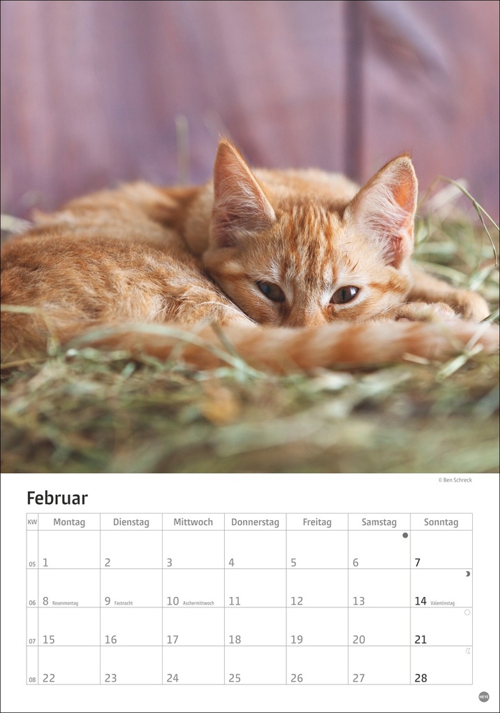 Weitere Ansicht: Katzen Kalender 2027