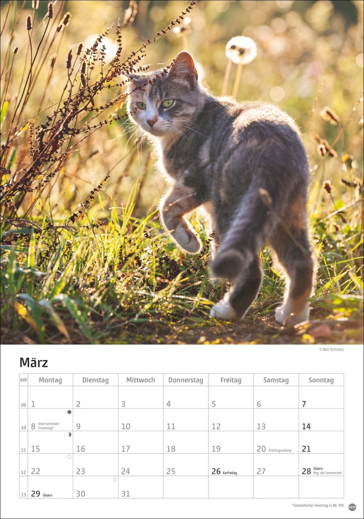 Weitere Ansicht: Katzen Kalender 2027