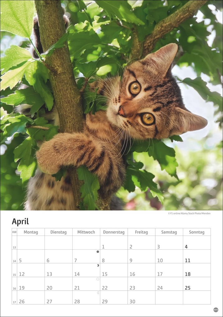 Weitere Ansicht: Katzen Kalender 2027