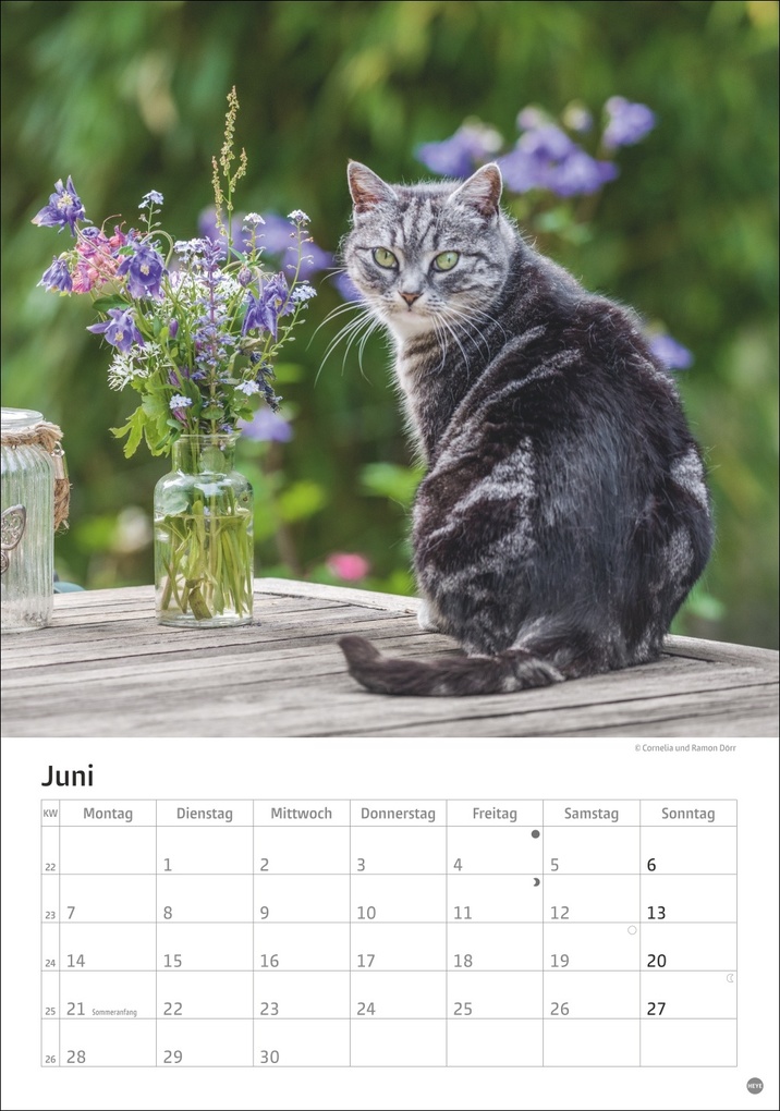 Weitere Ansicht: Katzen Kalender 2027