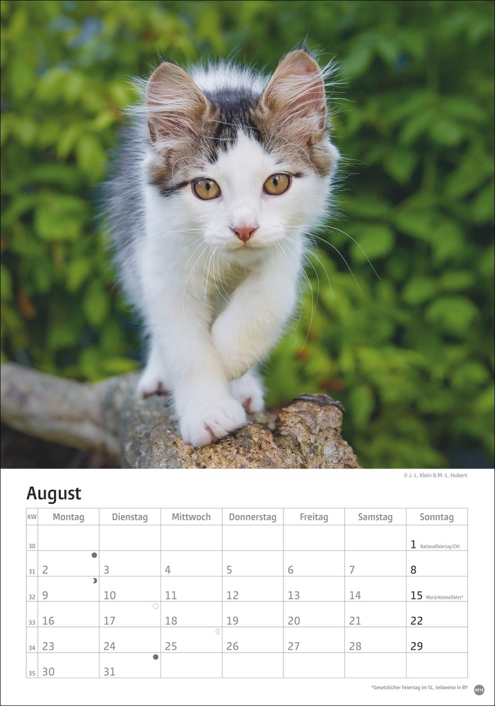 Weitere Ansicht: Katzen Kalender 2027