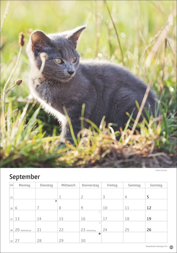 Weitere Ansicht: Katzen Kalender 2027