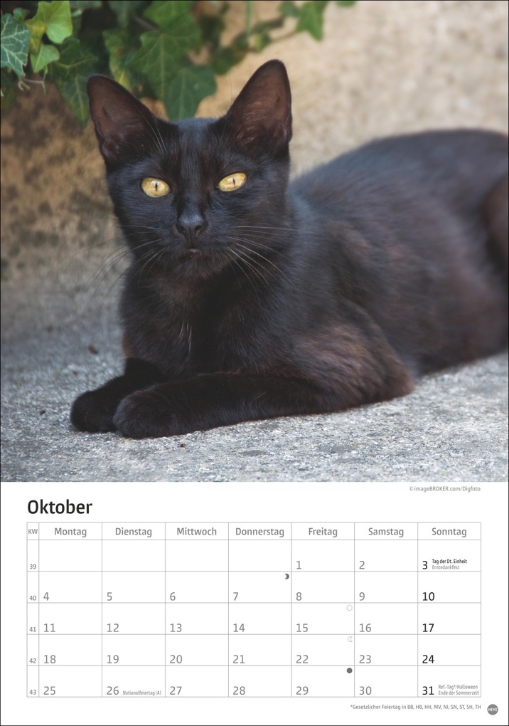Weitere Ansicht: Katzen Kalender 2027