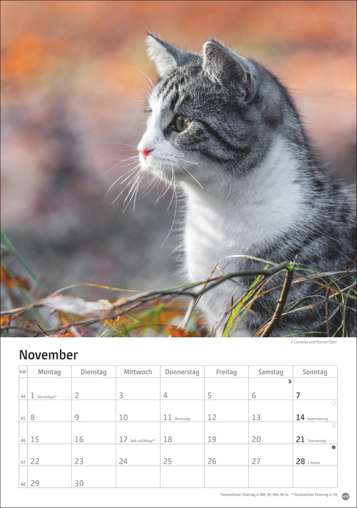 Weitere Ansicht: Katzen Kalender 2027