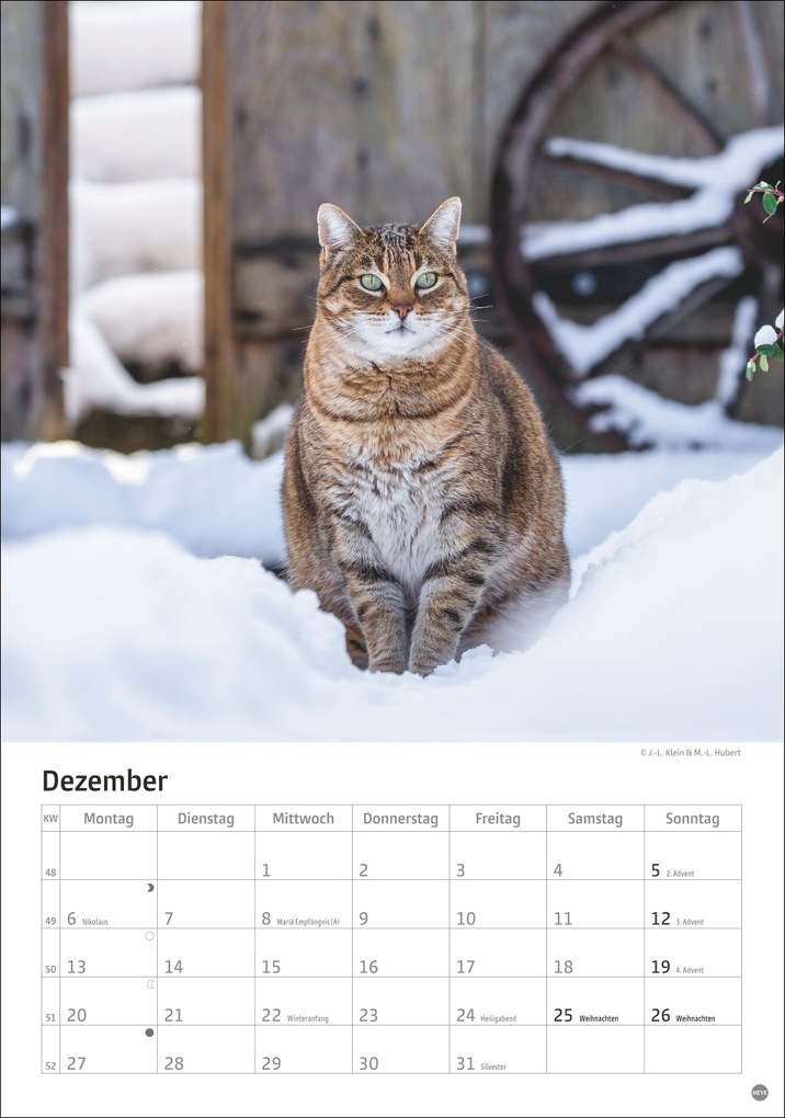 Weitere Ansicht: Katzen Kalender 2027