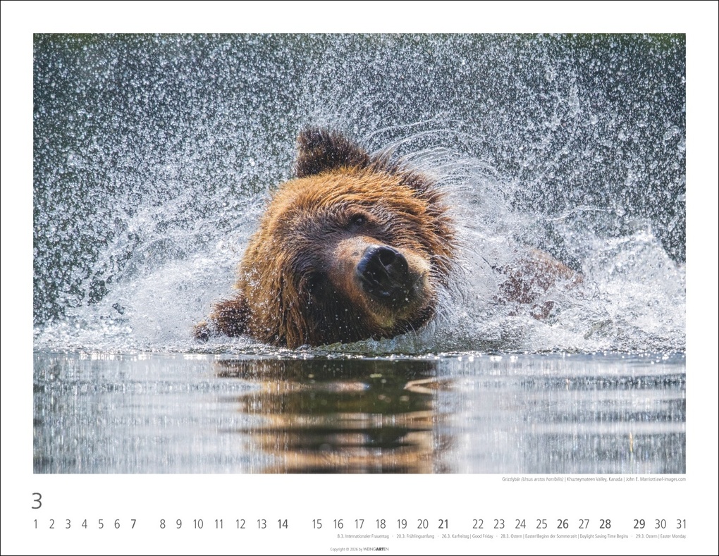 Weitere Ansicht: Bären Kalender 2027