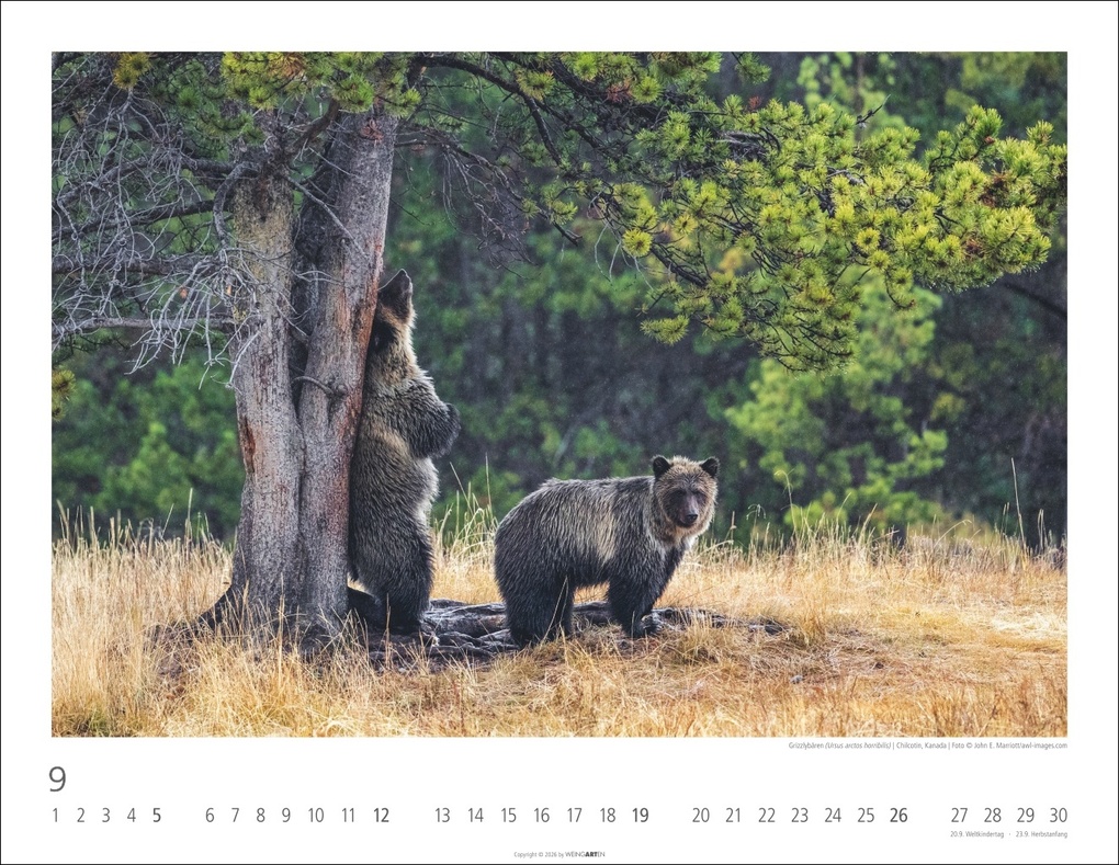 Weitere Ansicht: Bären Kalender 2027