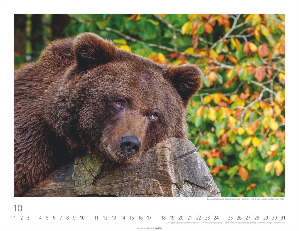 Weitere Ansicht: Bären Kalender 2027