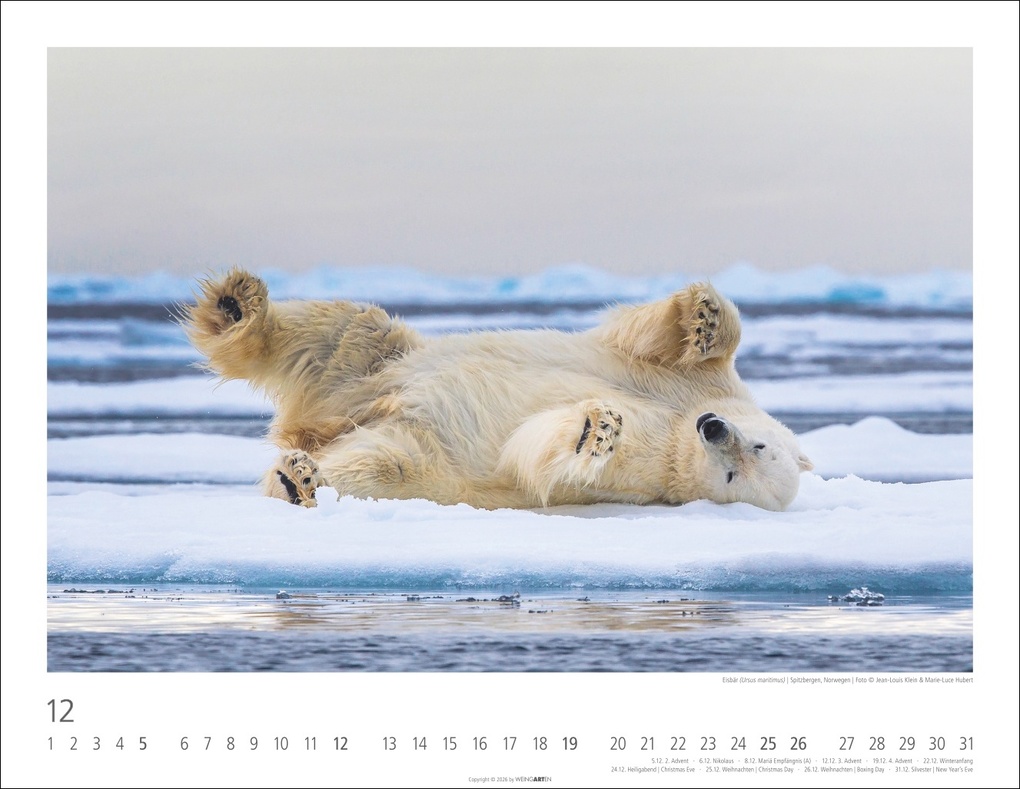 Weitere Ansicht: Bären Kalender 2027