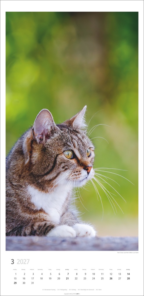 Weitere Ansicht: Katzen Kalender 2027