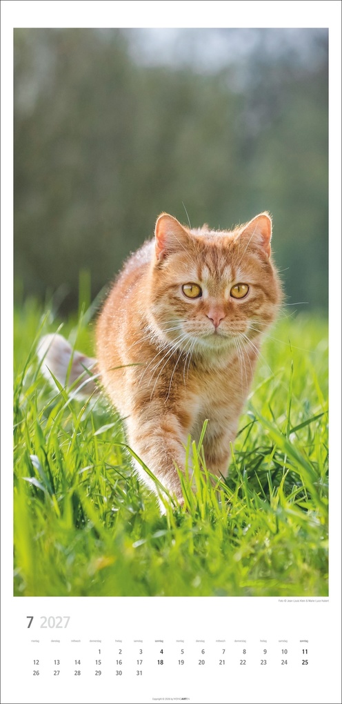 Weitere Ansicht: Katzen Kalender 2027