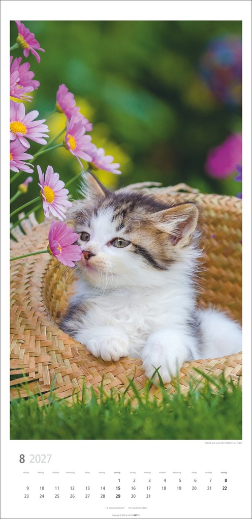 Weitere Ansicht: Katzen Kalender 2027