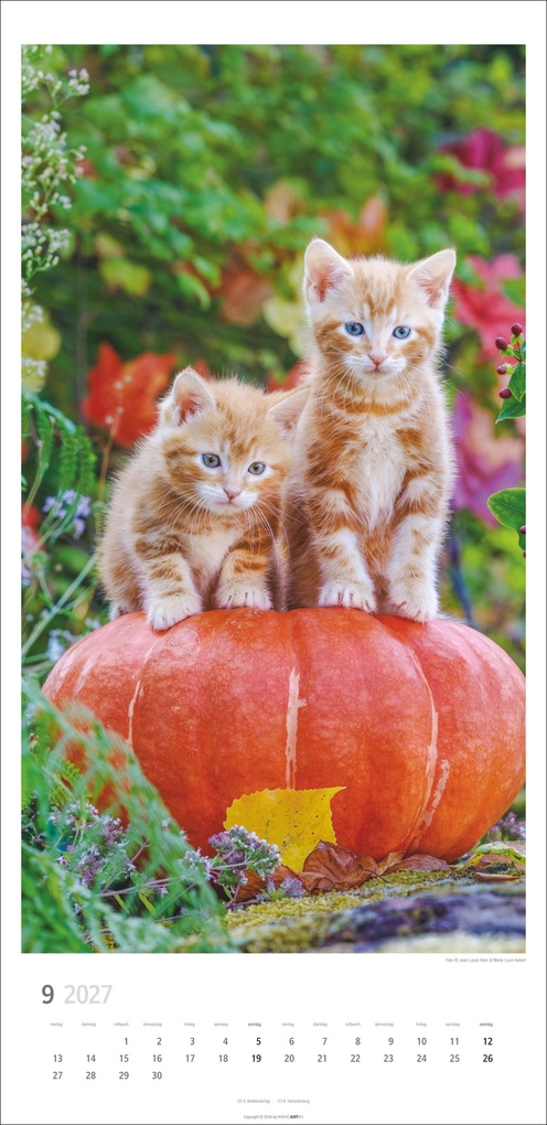 Weitere Ansicht: Katzen Kalender 2027