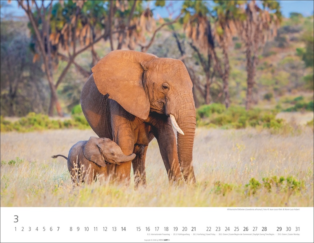 Weitere Ansicht: Elefantenbabys Kalender 2027