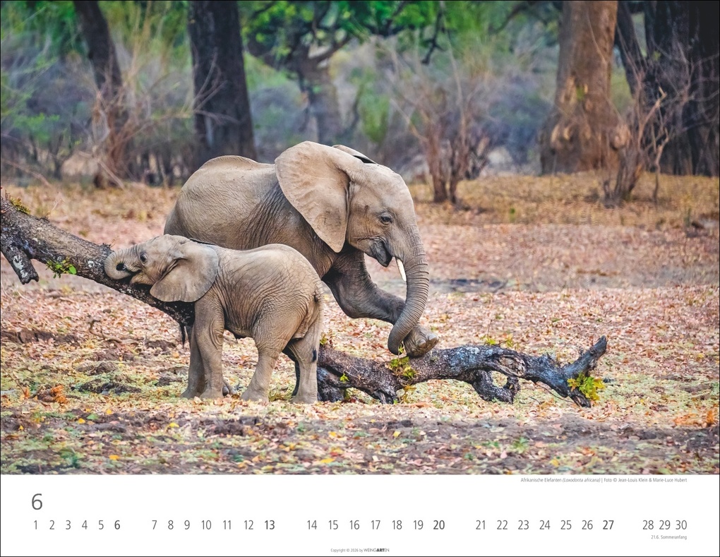 Weitere Ansicht: Elefantenbabys Kalender 2027