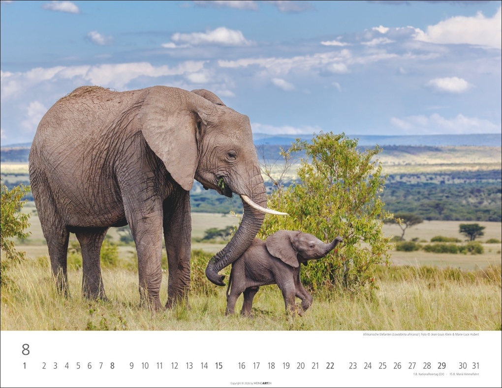 Weitere Ansicht: Elefantenbabys Kalender 2027